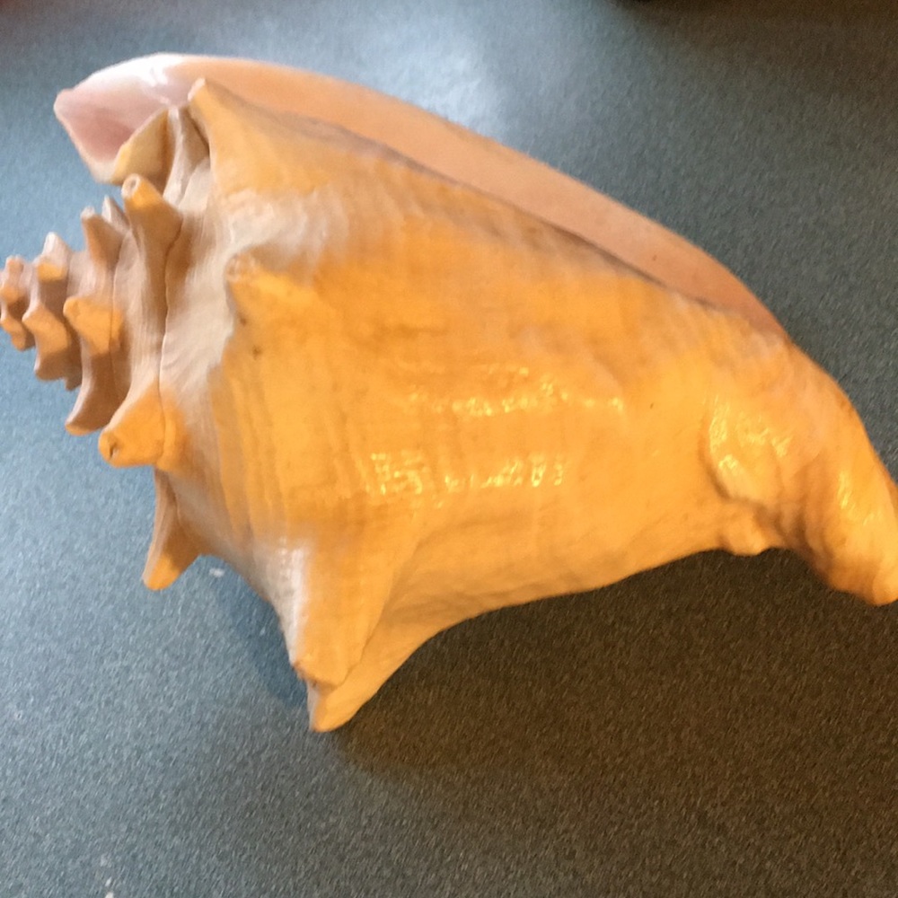 Seashell - Picture 6 of 8